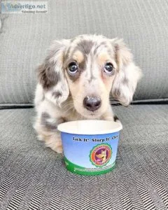 Long-Hair Dachshund Puppies