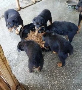 Stunning Rottweiler Puppies