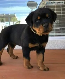 Intelligent Rottweiler Puppies