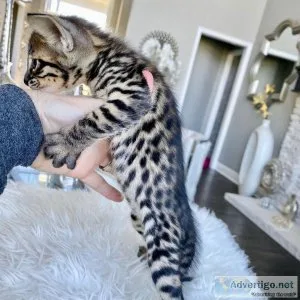 We offer Savannah Kittens from F1 to F4