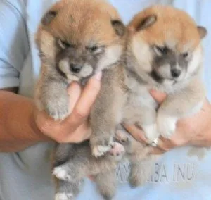 Shiba Inu Puppies available
