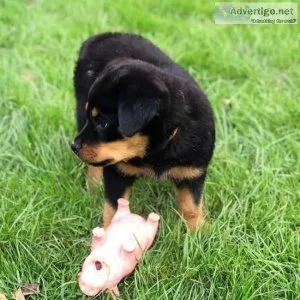Precious Male And Female Rottweiler Puppies TEXT NOW