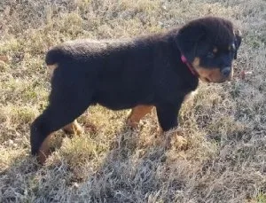 Rottweiler Puppy Now Ready For Sale