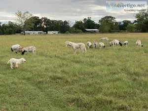 Great Pyrenees