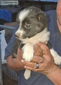 12 mini aussie  12 border collie