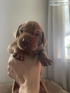 Vizsla Puppies