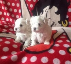 For Sale Beautiful  Maltese Puppies