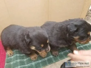 KC Registered Male And Female Rottweiler Puppies -