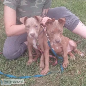 pitbull puppies