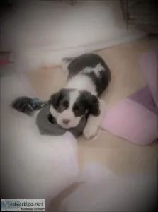 For sale AKC English Springer Spaniel puppies 