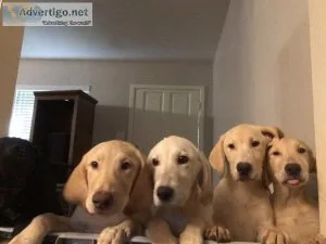 Beautiful lab puppies