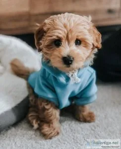 Cute Maltipoo Puppies for Re-Homing