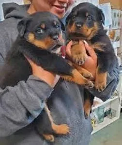 German Rottweiler puppies for sale.