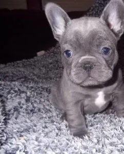 Adorable French bulldog