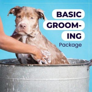 Dog Grooming In Delhi With Best Prices