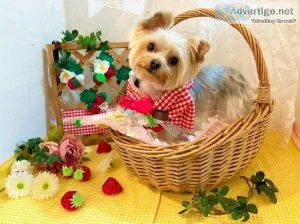 Akc Poodle Puppies for rehoming