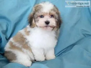 AKC Havanese puppies Adults 2 females and male