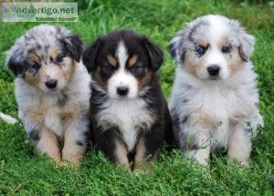 Available NowBeautiful Red Merle Australian Shepherd puppies