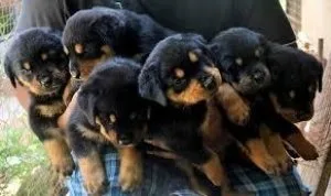 Super Adorable Rottweiler Puppies For Sale TextCall 