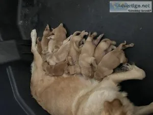 Golden Retriever Puppies