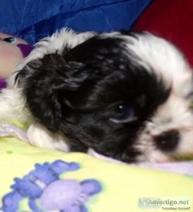 Shih Tzu Male Puppy Panda