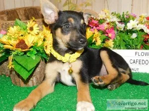 Mini. Pinscher Mix TYPE. Great with Kids.