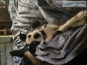 2 male Rat Terrier mix