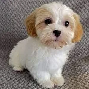 Male Shihpoo Puppies
