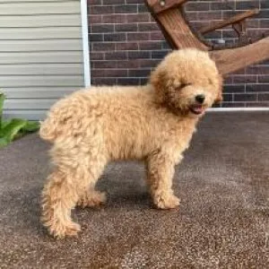 Puppies for sale