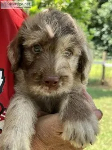 Labradoodle puppy
