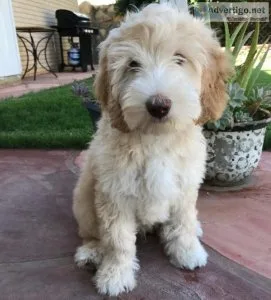 F1b generation Labradoodles