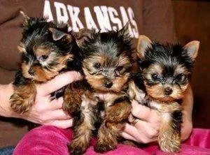 Reg. Yorkies puppies  Available Here  450.00