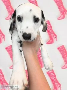 Dalmatian puppies
