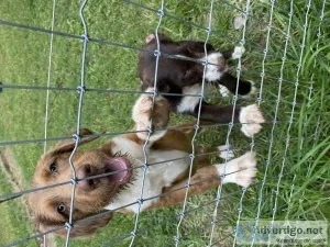 Aussiedooles