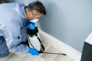 Calgary pest control and pest removal service