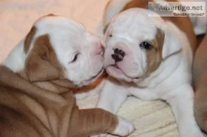 pure breed english bulldog pups