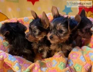 Healthy and Registered Teacup Yorkie Puppies
