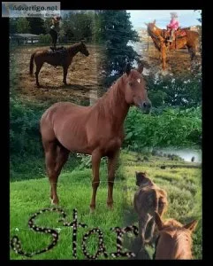 Two very nice mares for sale