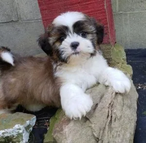 Adorable Shih Tzu Puppies For Re-Homing
