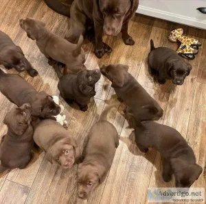 Beautiful Labs puppies for sale