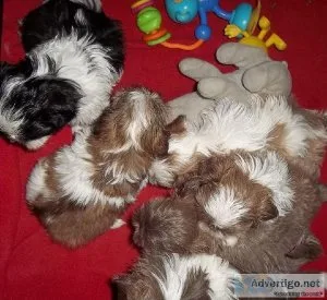 Shih Tzu Puppies Colors Colors