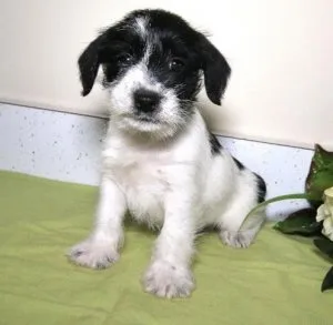 Charming Miniature Schnauzer Puppies