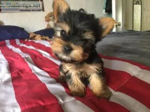 Yorkie puppies
