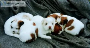Lhasa apso pups