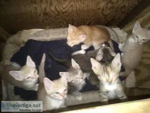 Maine Coon Mix kittens