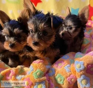 Amazing Teacup Yorkies