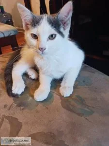 Female kitten