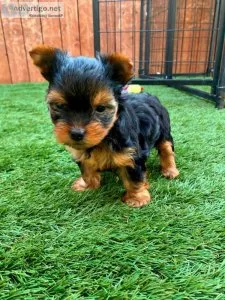 Yorkshire terrier