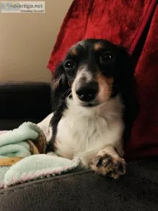Mini long haired Dachshund