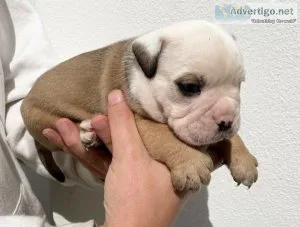 Male and Female english bulldogs puppies for rehoming